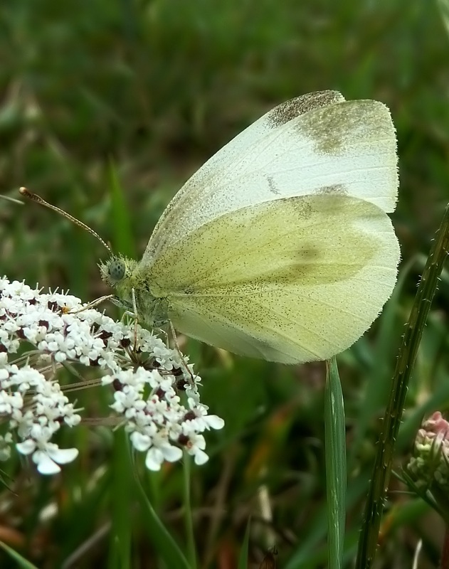 Le 15 Pieridae sp. dell''Umbria